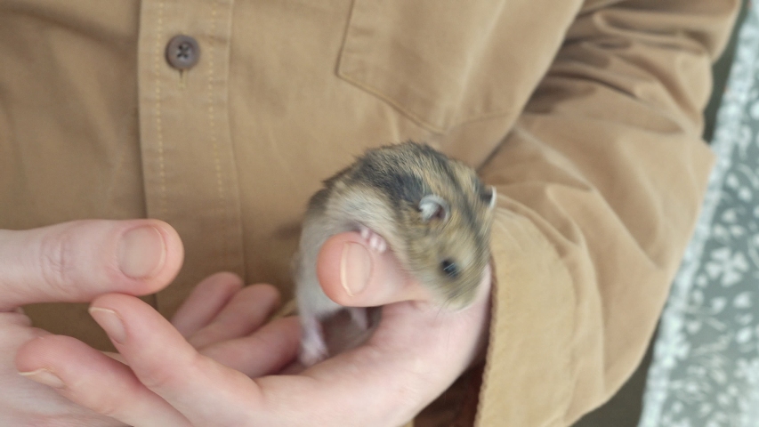 Mature Video Hamster